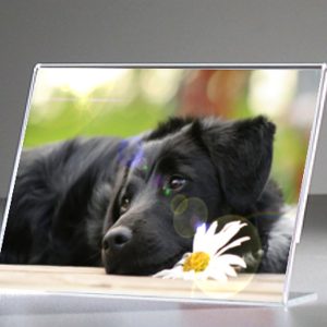 portavvisi da banco a l 18 x 13 pab005